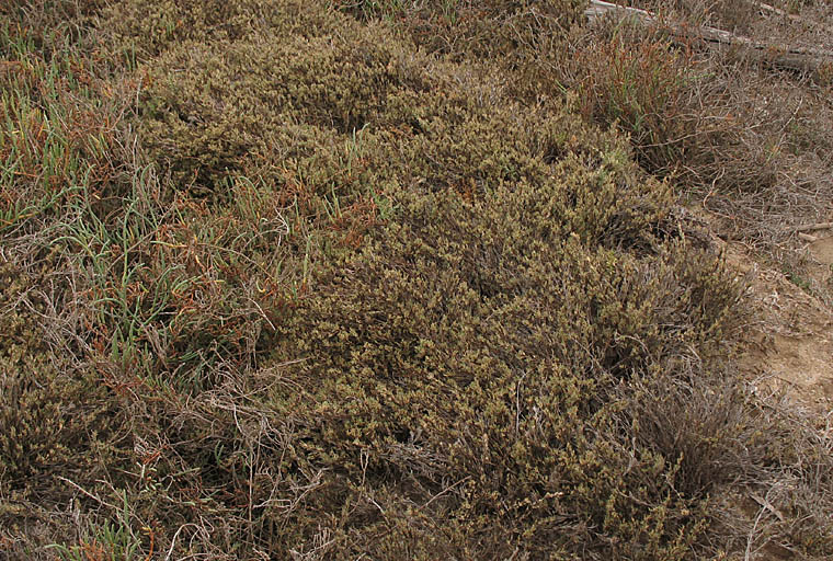 Detailed Picture 5 of Shoregrass
