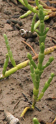Detailed Picture 3 of Bigelow's Pickleweed