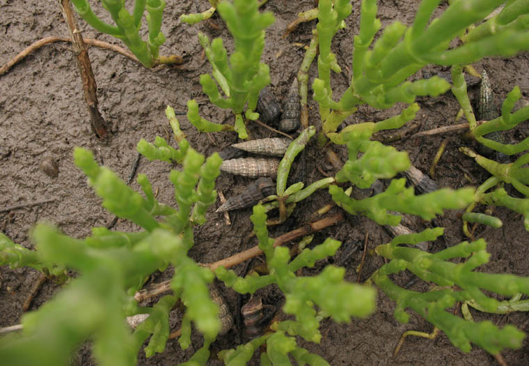 Detailed Picture 4 of Bigelow's Pickleweed