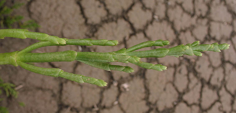 Detailed Picture 2 of Bigelow's Pickleweed