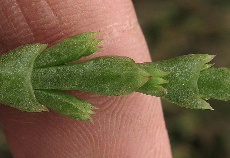 Detailed Picture 1 of Bigelow's Pickleweed