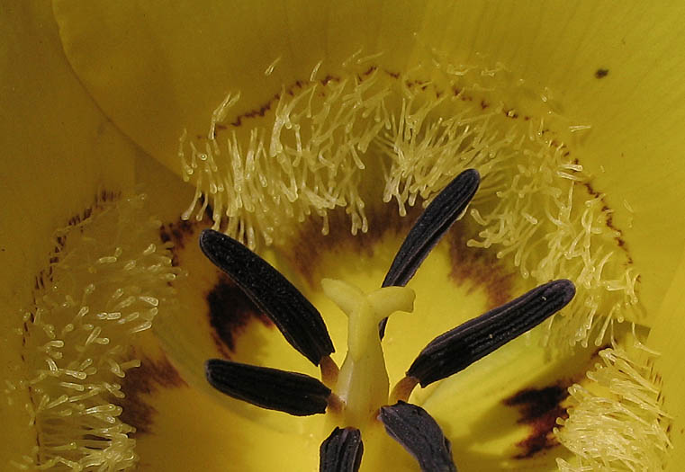 Detailed Picture 5 of Yellow Mariposa Lily
