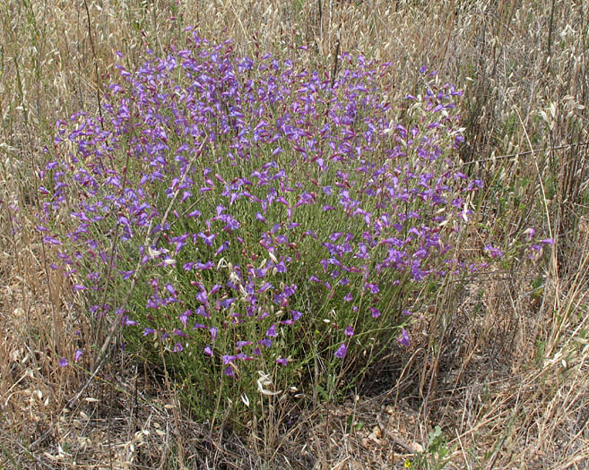 Detailed Picture 4 of Foothill Penstemon