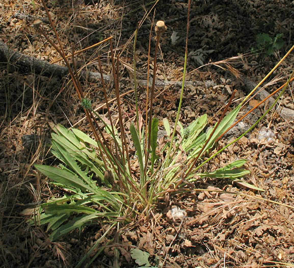 Detailed Picture 4 of Mountain Dandelion