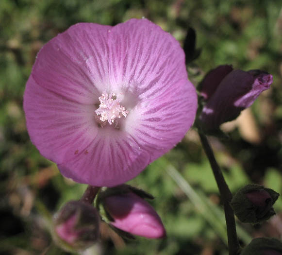 Detailed Picture 1 of Checker Bloom