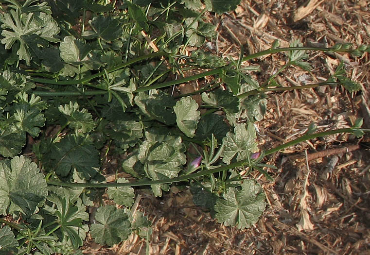 Detailed Picture 5 of Checker Bloom