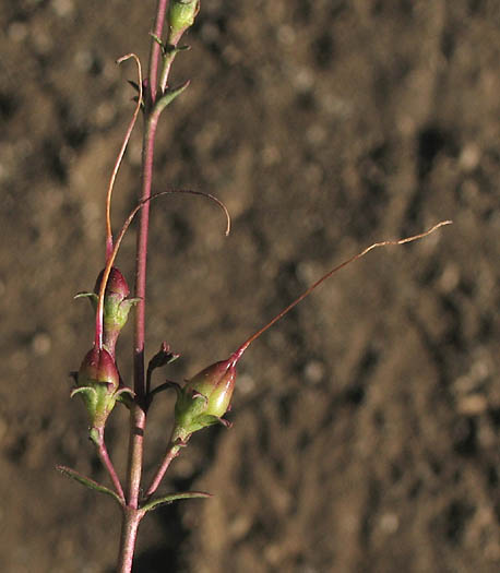 Detailed Picture 8 of Foothill Penstemon