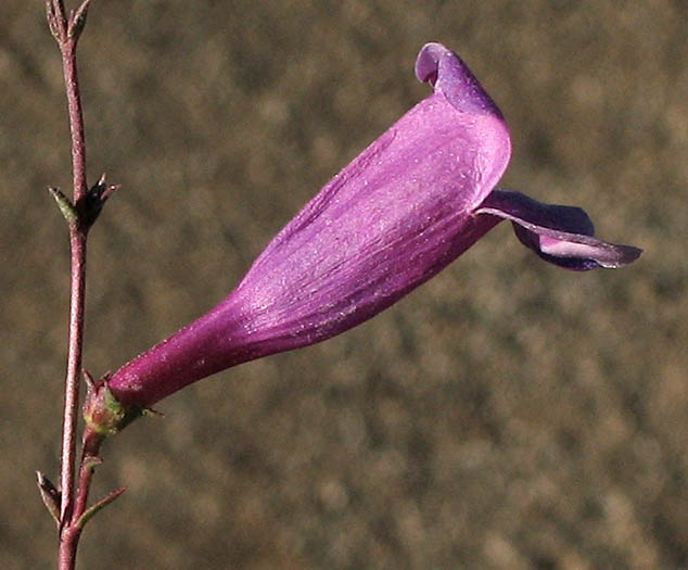 Detailed Picture 2 of Foothill Penstemon