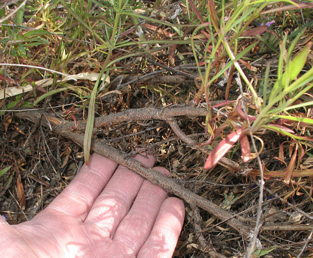 Detailed Picture 5 of Foothill Penstemon