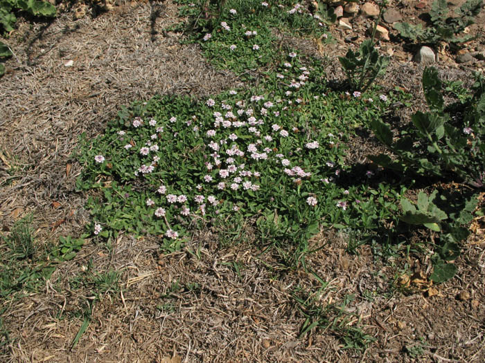Detailed Picture 4 of Garden Lippia