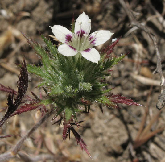 Detailed Picture 5 of Downy Navarretia