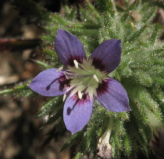 Detailed Picture 1 of Downy Navarretia