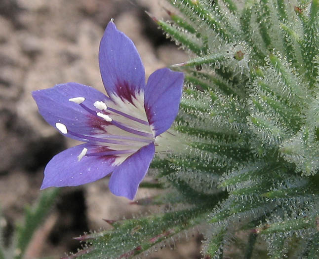 Detailed Picture 2 of Downy Navarretia