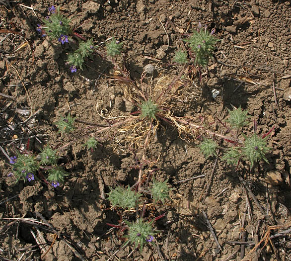 Detailed Picture 8 of Downy Navarretia