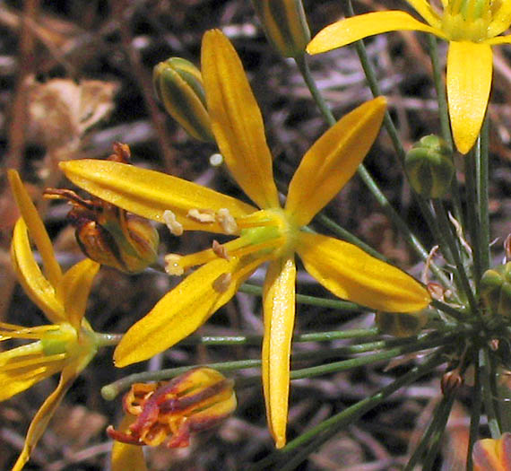 Detailed Picture 1 of Golden Stars
