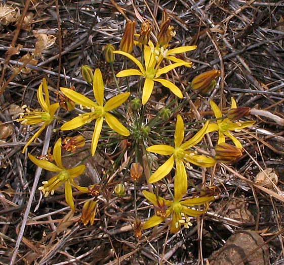 Detailed Picture 2 of Golden Stars