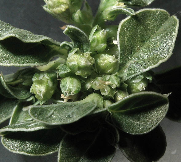 Detailed Picture 3 of Prostrate Pigweed