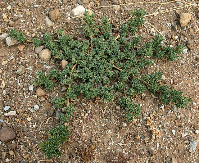 Detailed Picture 5 of Prostrate Pigweed