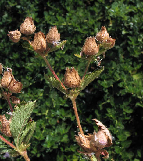 Detailed Picture 4 of Sticky Cinquefoil