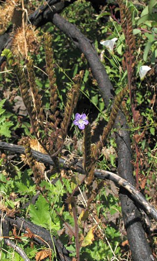 Detailed Picture 7 of Sticky Phacelia