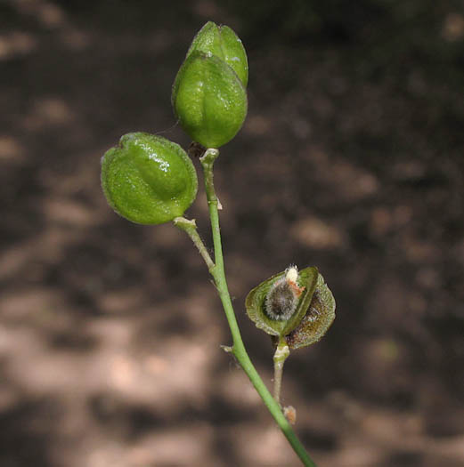 Detailed Picture 4 of Fish's Milkwort