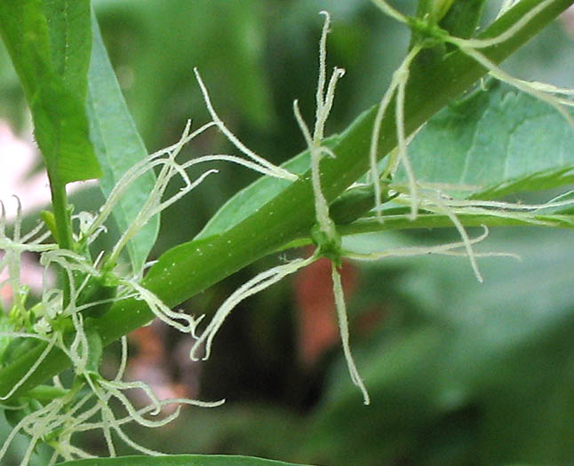 Detailed Picture 1 of Durango Root