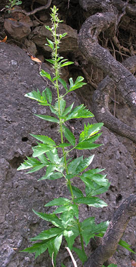 Detailed Picture 6 of Durango Root