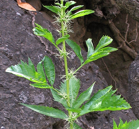 Detailed Picture 4 of Durango Root