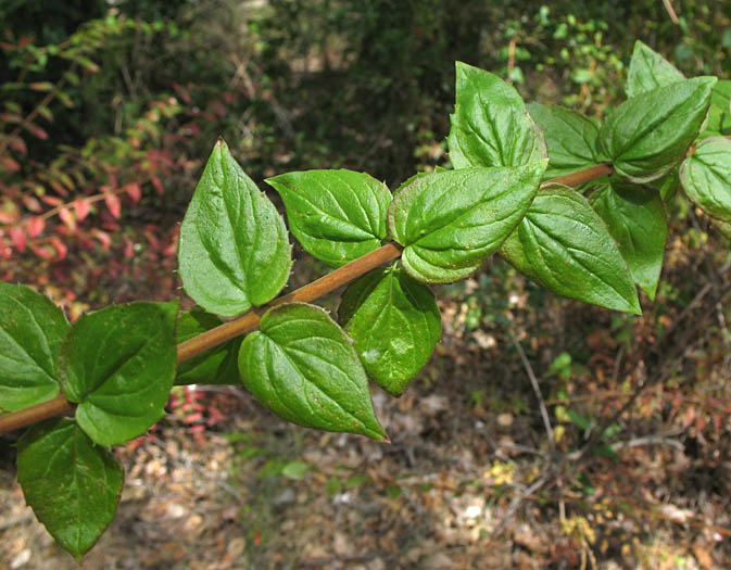 Detailed Picture 4 of Heart-leaved Penstemon