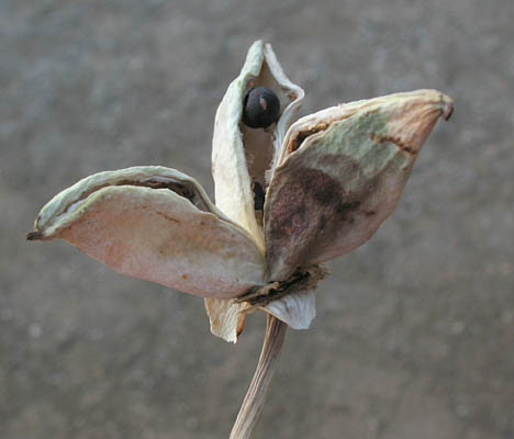 Detailed Picture 6 of California Peony