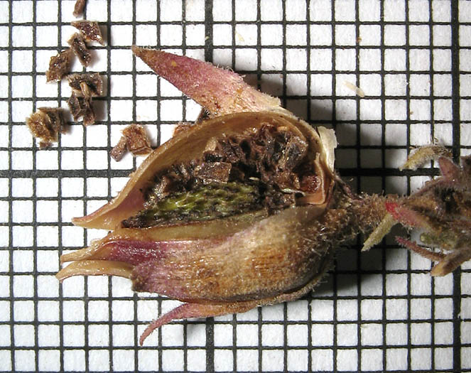 Detailed Picture 7 of Heart-leaved Penstemon