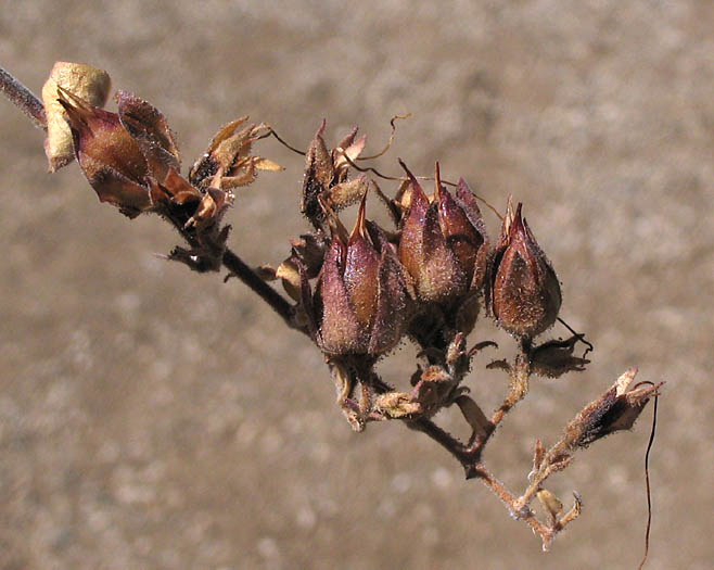 Detailed Picture 6 of Heart-leaved Penstemon