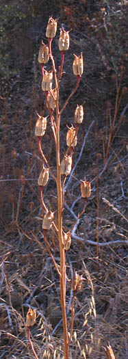 Detailed Picture 8 of Scarlet Larkspur