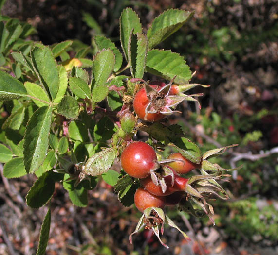 Detailed Picture 5 of California Wild Rose