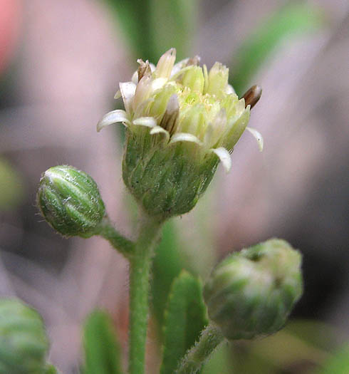 Detailed Picture 1 of Plummer's Baccharis