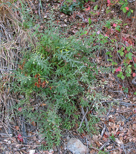 Detailed Picture 5 of Plummer's Baccharis