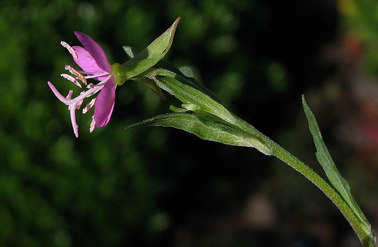 Detailed Picture 3 of Rose Evening Primrose