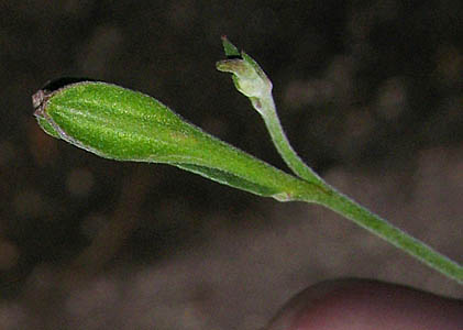 Detailed Picture 6 of Rose Evening Primrose