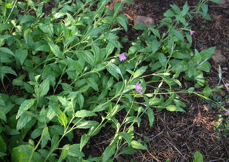 Detailed Picture 5 of Rose Evening Primrose