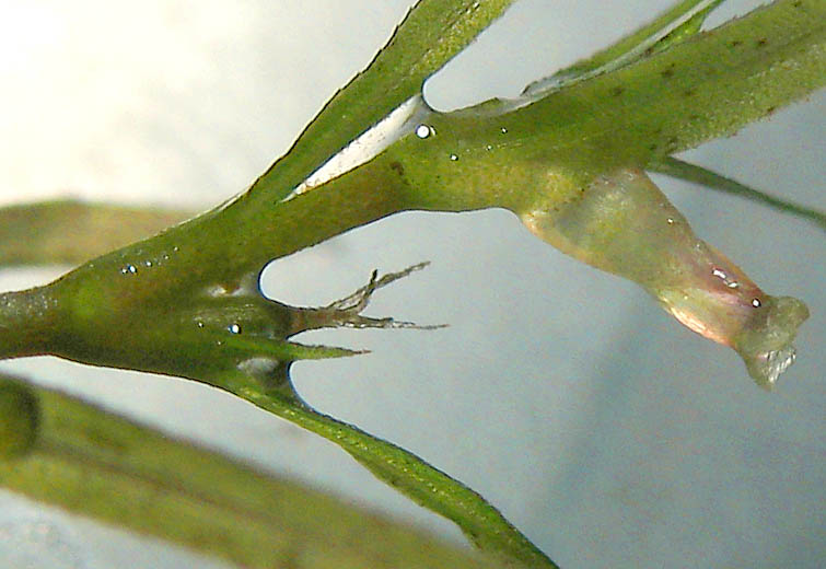 Detailed Picture 1 of Southern Waternymph