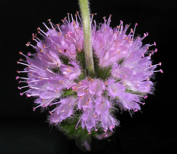 Detailed Picture 3 of Pennyroyal