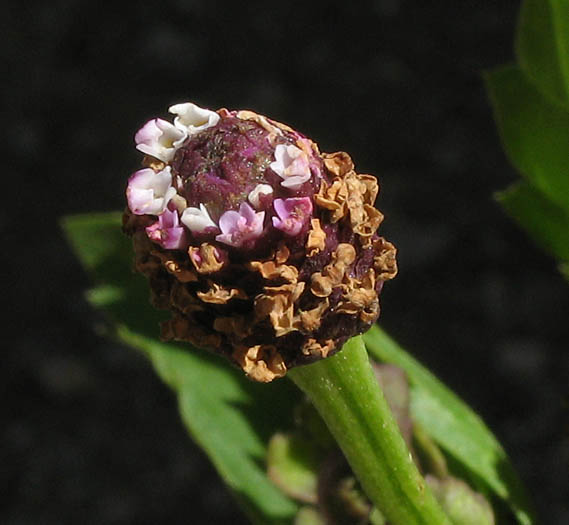 Detailed Picture 2 of Frog Fruit