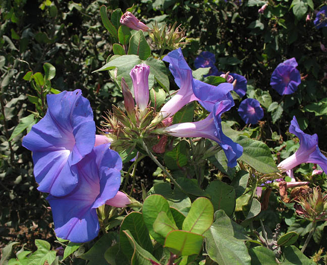 Detailed Picture 3 of Morning Glory
