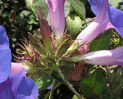 Detailed Picture 4 of Morning Glory