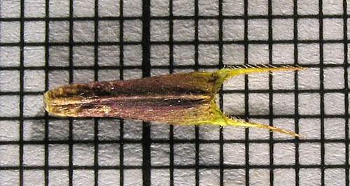 Detailed Picture 6 of Stick-tight