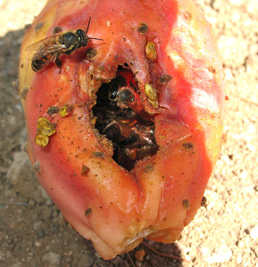 Detailed Picture 9 of Mission Prickly-pear