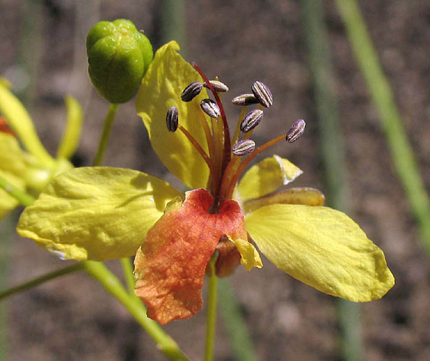 Detailed Picture 2 of Mexican Palo Verde
