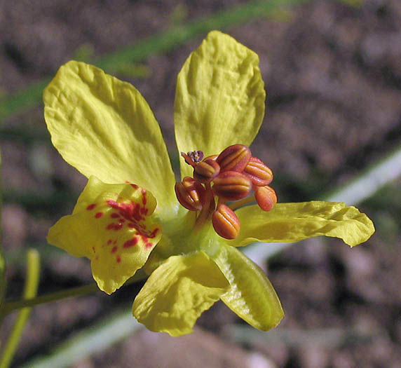 Detailed Picture 1 of Mexican Palo Verde