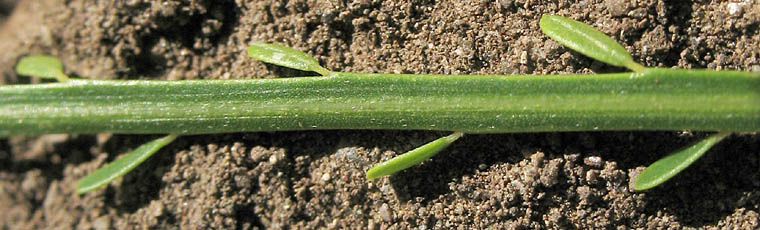 Detailed Picture 6 of Mexican Palo Verde