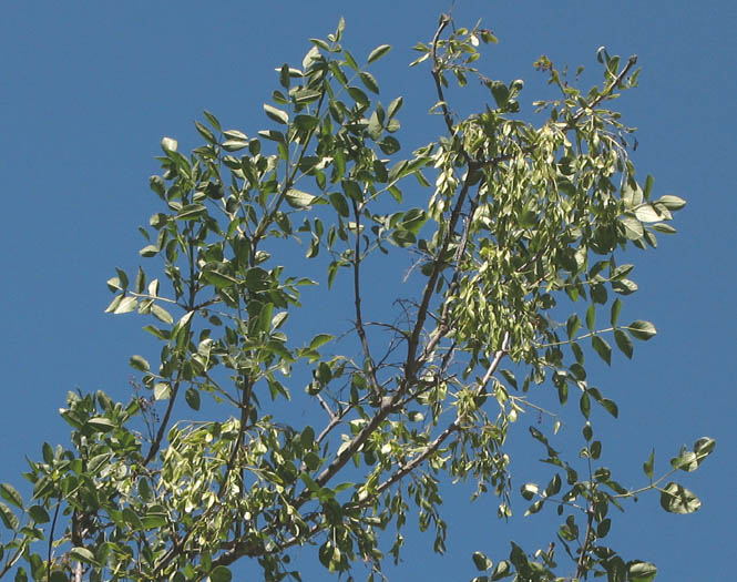 Detailed Picture 7 of Chaparral Flowering Ash